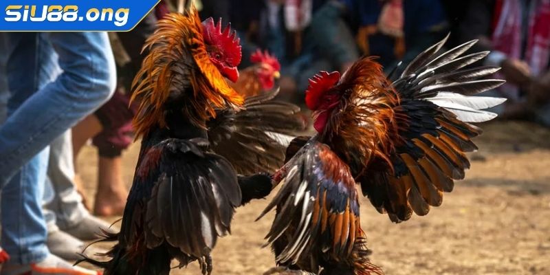 Luật Chấp Trong Đá Gà Siu88 - Điều Cần Biết Khi Tham Gia 3 Luật chấp trong đá gà Siu88 bảo vệ gà yếu