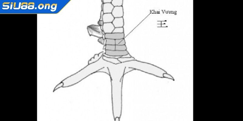 Vảy Khai Vương Siu88 – Bí Quyết Nhận Diện Chiến Kê Đẳng Cấp 1 Ý nghĩa của vảy khai vương là gì
